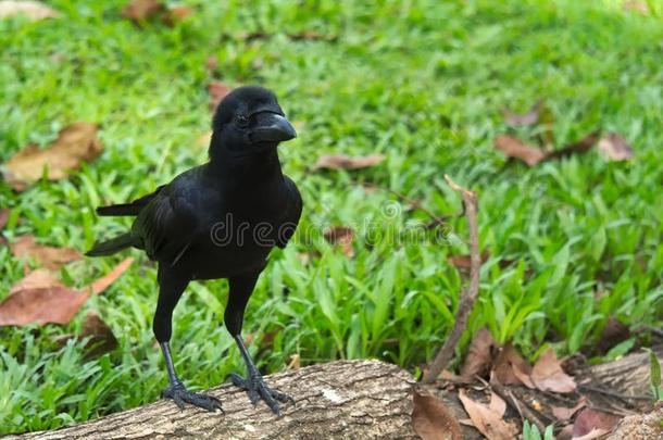 一年幼的,得意扬扬的黑的乌鸦,弹回在上面一sm一ll记录,采用一可爱的