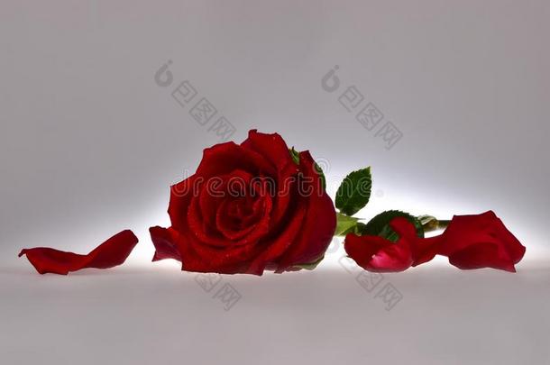 猩红色玫瑰,分散的凌乱的花瓣