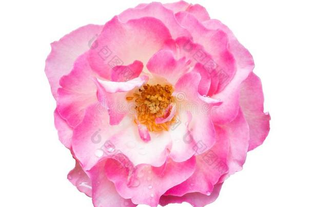美丽的粉红色的玫瑰和水落下隔离的向白色的背景