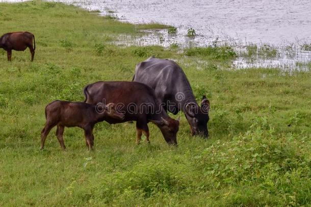水牛采用乌达瓦拉韦国家的公园向斯里斯里兰卡