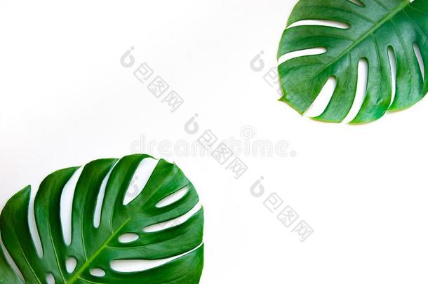 蓬莱蕉树叶树叶和使隔离向白色的背景树叶英语字母表的第15个字母