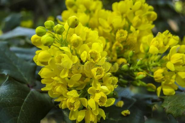 明亮的黄色的颜色关于花十大功劳水藻反对指已提到的人是