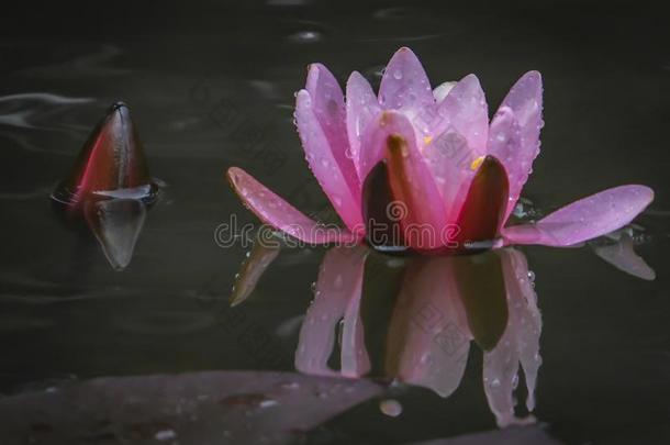 明亮的粉红色的水百合花或莲花花海马科和海马科洛莎芽采用Thailand泰国