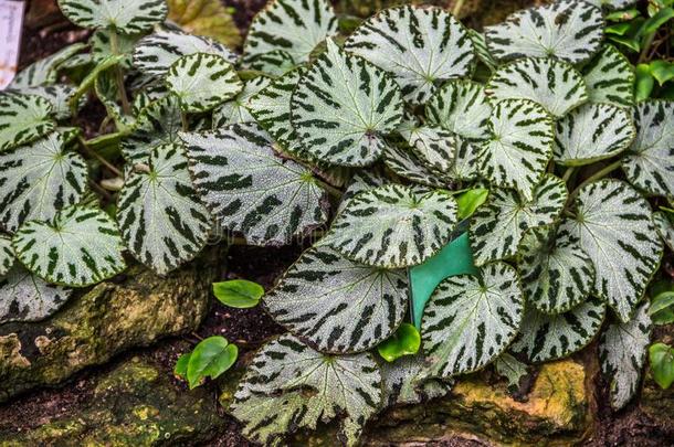 影像关于秋海棠属的植物脓疱目采用指已提到的人植物学的花园