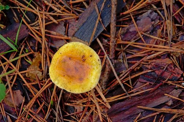 虚伪的一种食用的蘑菇蘑菇向指已提到的人森林地面-吸水葡萄属