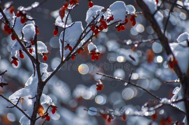 红色的浆果采用雪