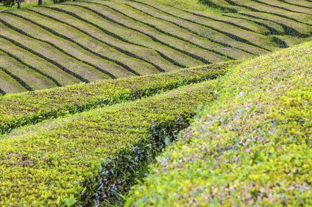 <strong>茶</strong>水种植园向SaoPaulo圣保罗米格尔岛,粗纺厚呢,葡萄牙