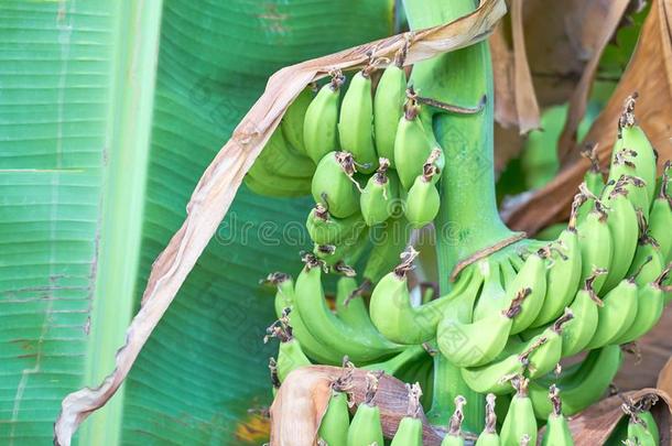 <strong>香蕉</strong>胜利<strong>种植</strong>园,束关于绿色的<strong>香蕉</strong>生长的向一Brazil巴西