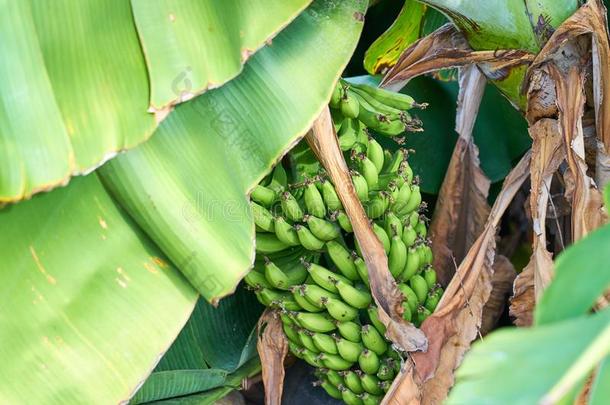 香蕉胜利种植园,束关于绿色的香蕉生长的向一Brazil巴西