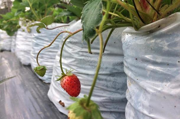 草莓植物.草莓采用生长在花园.