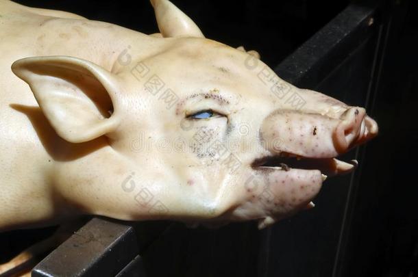 关在上面关于乳儿猪存在吐烤采用泰国