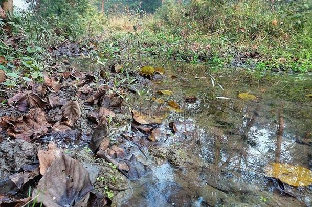 水和跌倒了叶子采用一池塘