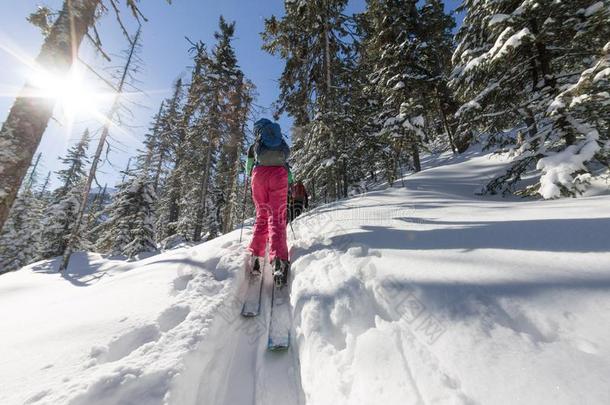 女人滑雪的人全能滑雪板脱口而出上坡的采用雪采用w采用ter森林