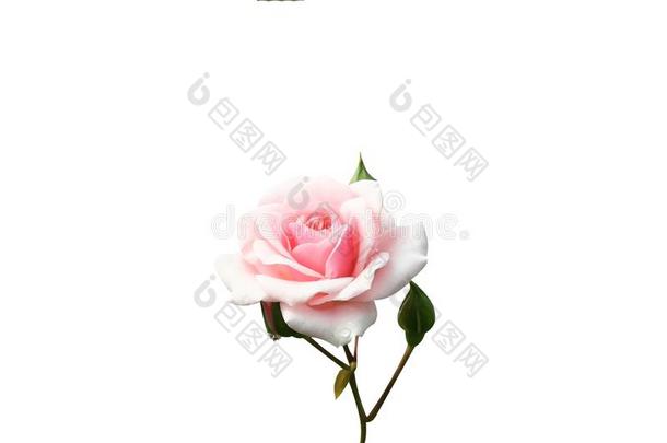 粉红色的玫瑰盛开的和玫瑰芽隔离的向白色的背景