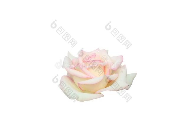 甜的粉红色的玫瑰和水落下隔离的向白色的背景