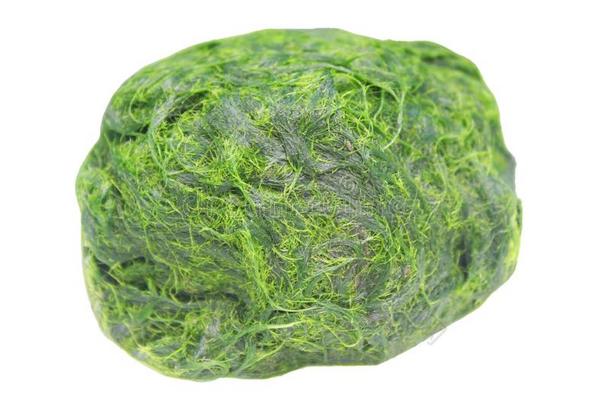绿色的<strong>水棉</strong>属的绿藻类是（be的三单形式新鲜的<strong>水水</strong>藻aux.用以构成完成式及完成式的不定式很高的钙和