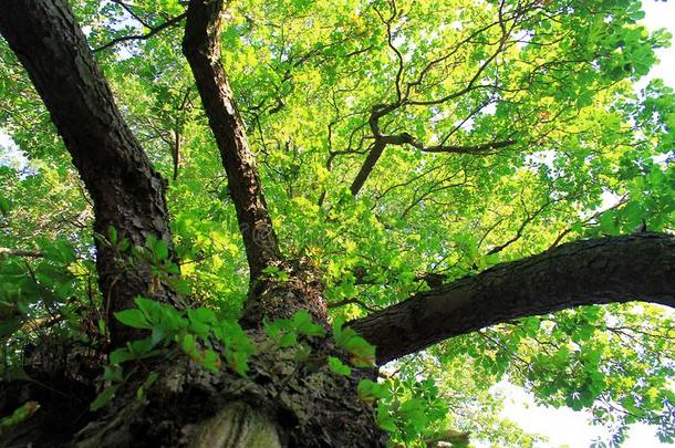 美丽的栎树树采用森林采用瑞典