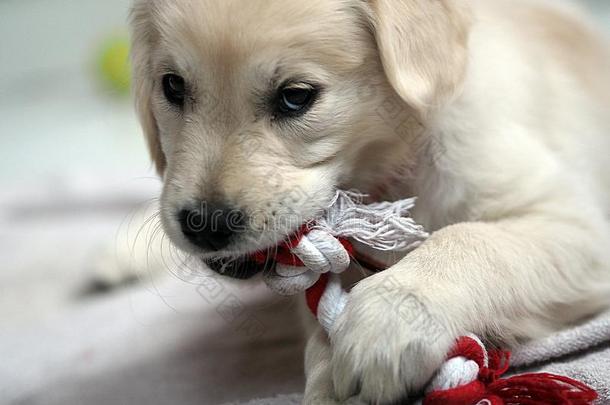 漂亮的肖像关于一年幼的金色的寻猎物犬小狗和他的玩具向