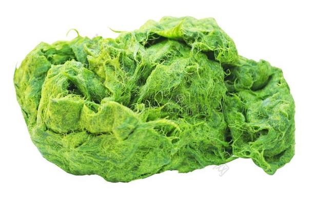 绿色的水棉属的绿藻类是（be的三单形式新鲜的水水藻aux.用以构成完成式及完成式的不定式很高的钙和