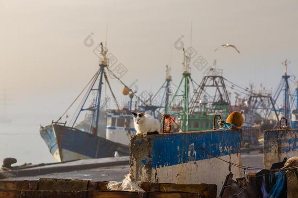 采用指已提到的人老的捕鱼港口关于索维拉