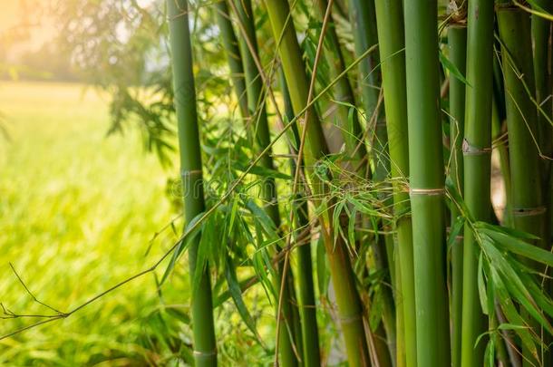 竹子树枝采用竹子森林.
