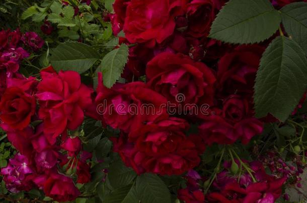 红色的玫瑰向一夏d一y