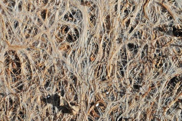 公鸡啼鸣密集的根从在下面指已提到的人栽植花盆后面