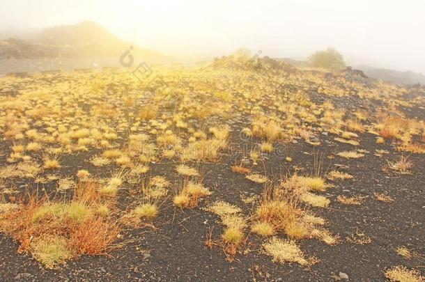 黄色的苔藓向登上酒精灯煮水器.指已提到的人酒精灯煮水器火山火山口.黑的火山
