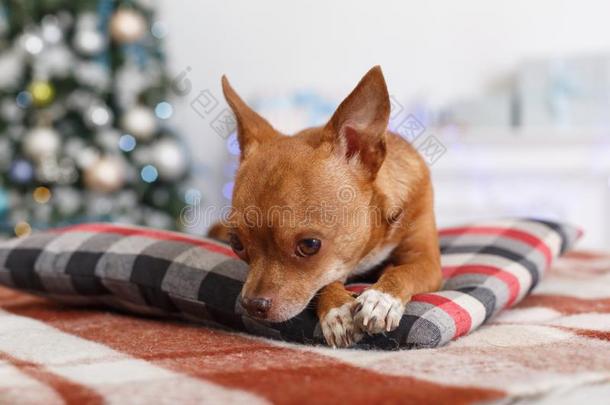 新的年.装饰房间和狗说谎向枕头欲睡的关-英语字母表的第21个字母