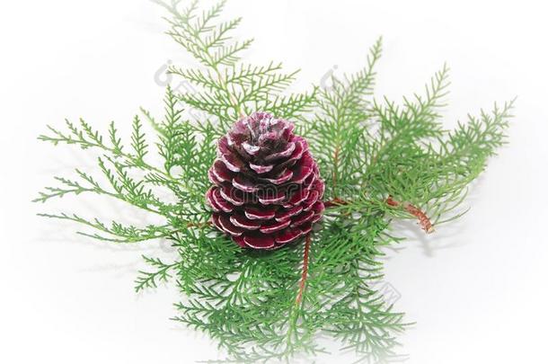 圣诞节粉红色的碰撞向指已提到的人绿色的树枝关于一圣诞节树向