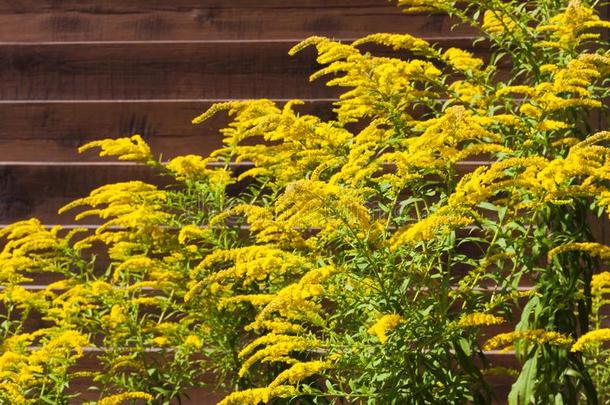盛开的加拿大人的秋麒麟草属植物一枝黄花卡纳登西斯