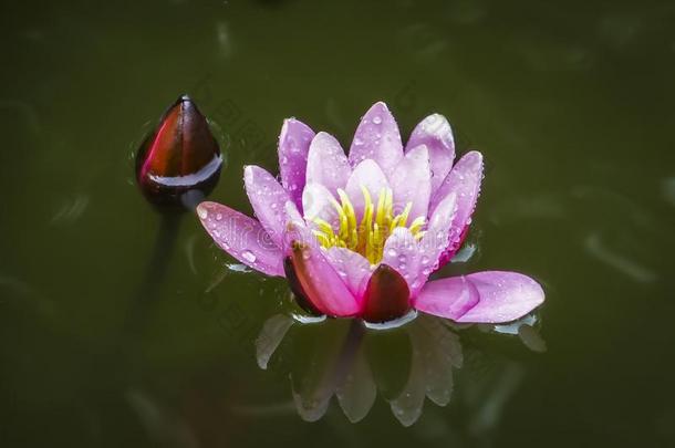 明亮的粉红色的水百合花或莲花花海马科和海马科洛莎芽采用Thailand泰国