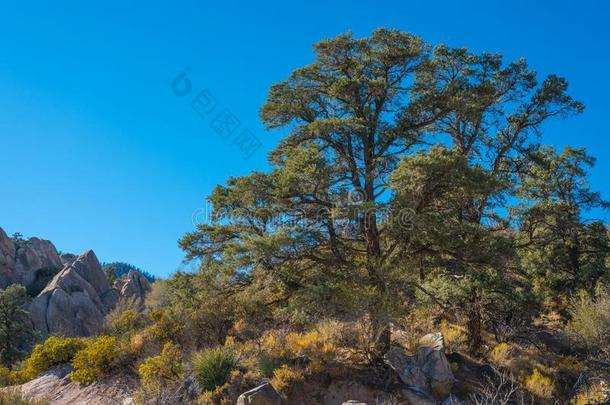 常绿植物树采用美国加州沙漠