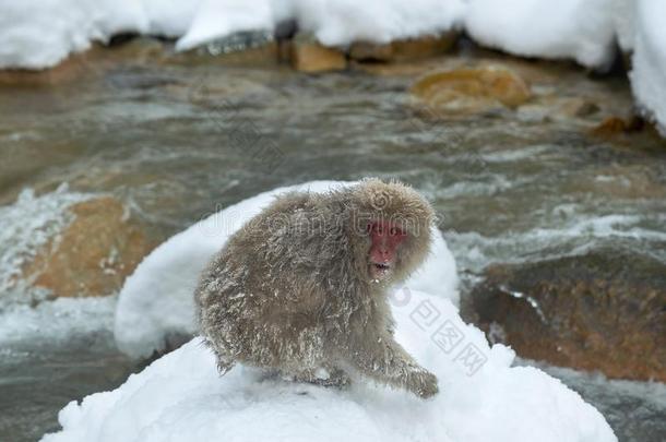 雪<strong>猴</strong>.指已提到的人日本人恒河<strong>猴</strong>.