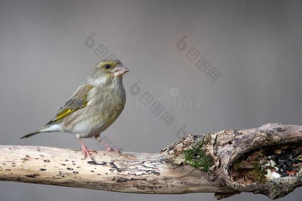 欧洲的绿黄色科鸣鸟,克洛丽丝克洛丽丝,一次向一树桩.Fem一le