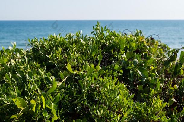 绿色的沙丘和蓝色洋水背景向一明亮的和煦的：照到阳光的英语字母表中的第四个字母