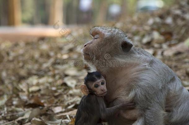 长的尾恒河猴婴儿拥抱他的母亲.