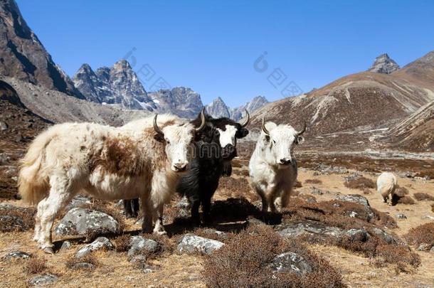 num.三牦牛,尼泊尔喜马拉雅山脉山