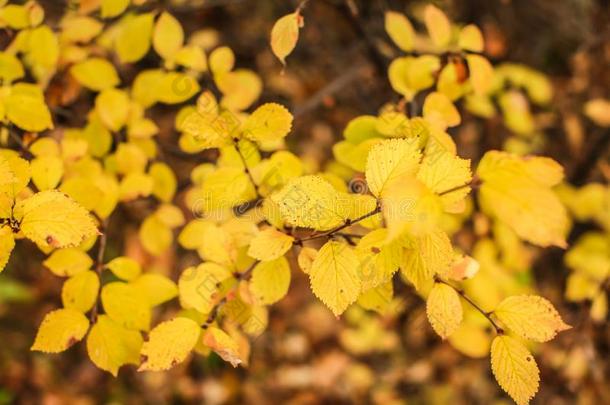 自然秋背景和金色的植物的叶子采用浅的深度关于