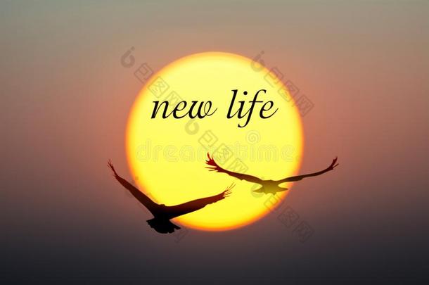 日落和鸟和新的生活文本