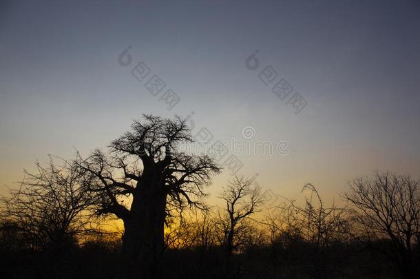 猴面包树树采用博茨瓦纳在日出,非洲