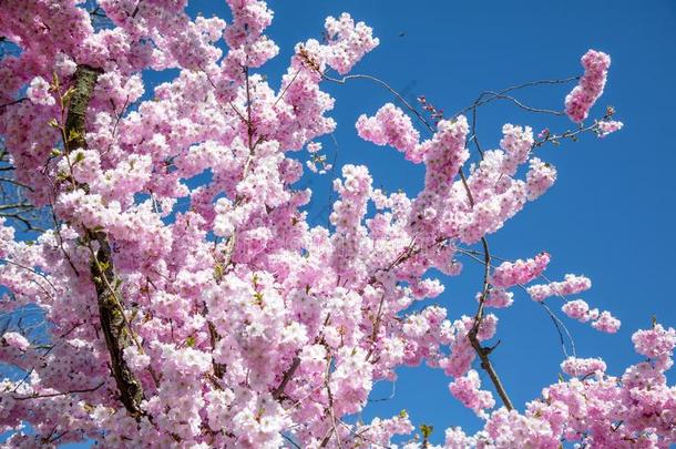 美丽的满的花樱桃花树采用指已提到的人早的spr采用gSweden瑞典