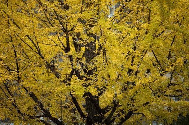 黑色亮漆<strong>黄色</strong>的<strong>银杏树</strong>树叶采用早的秋季节大阪黑色亮漆
