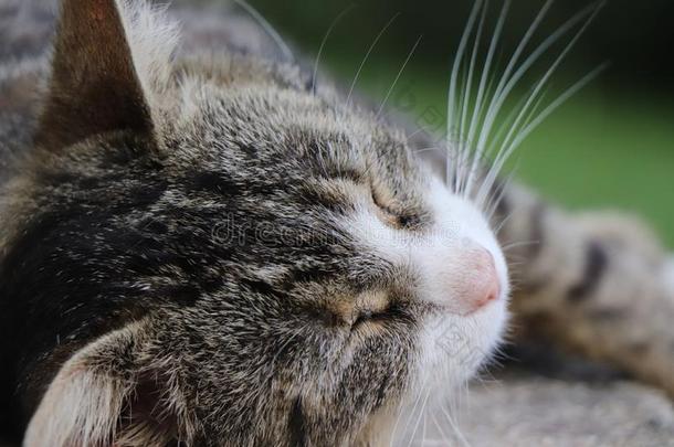 肖像关于宠物猫或小猫睡眠向指已提到的人地面