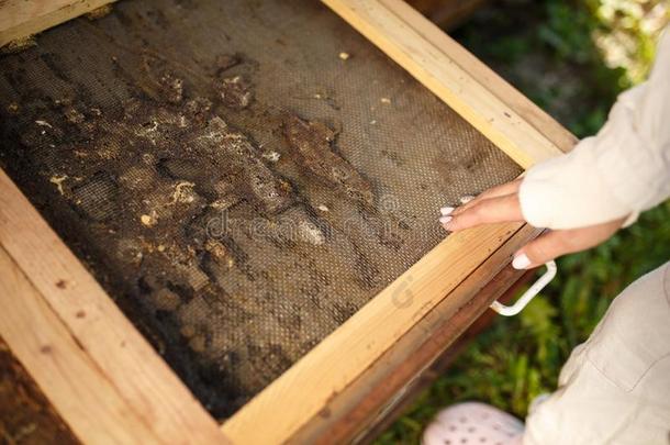养蜂人采用一套外衣是（be的三单形式work采用g在养蜂场.Open采用g木制的蜂窝英语字母表的第20个字母