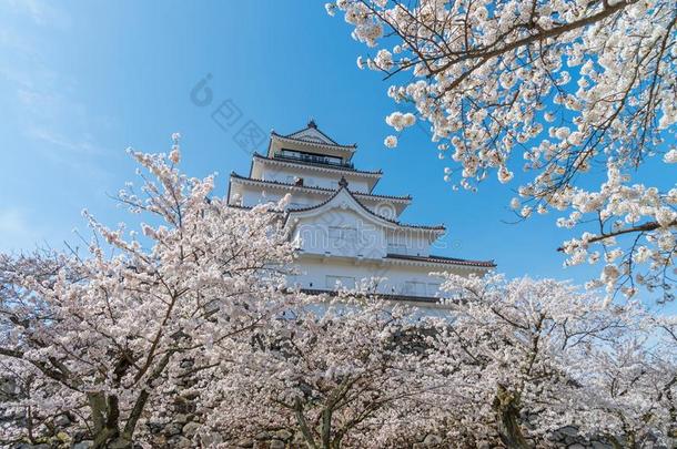 敦贺-工作单城堡和满的盛开的樱桃花.