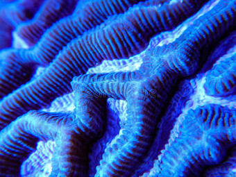 蓝色铂金迷宫脑珊瑚图片