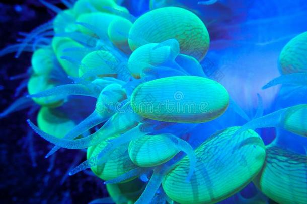 绿色的泡珊瑚和触手延伸的