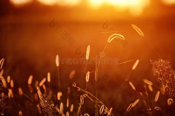 草草地采用金色的小时日落日出阳光