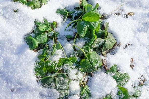 <strong>草莓</strong>在下面雪